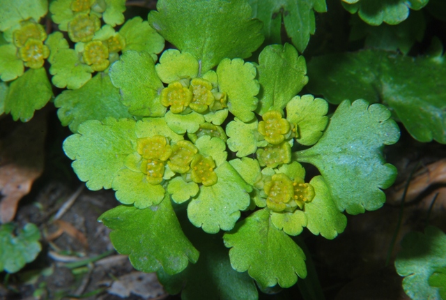 Chrysosplenium alternifolium